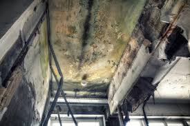 Mold Documentation for Insurance Claims in Largo, FL